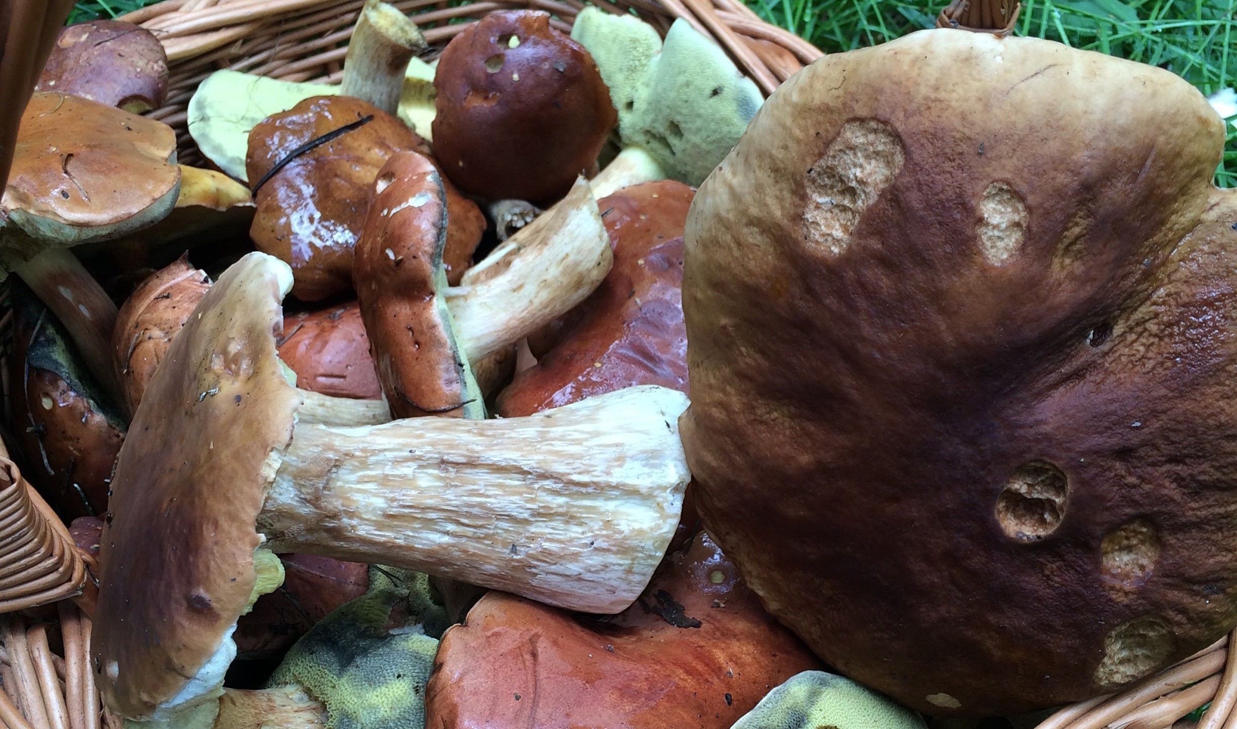 Collecting mushrooms in Poland